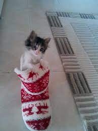 efe icin omurluk yuva ariyoruz kedi ci k kedi