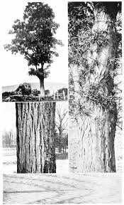 Image result for Oldfieldia macrocarpa