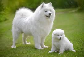 See more of samoyed puppy for sale near me on facebook. 7 Siberian Samoyed Puppies For Sale Price Cost Ideas Samoyed Puppies For Sale Samoyed Siberian Samoyed