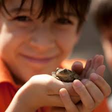 North Wales Wildlife Trust