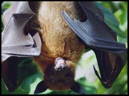 Free estimates from local cape cod pest control companies. A To Z Animal And Pest Control