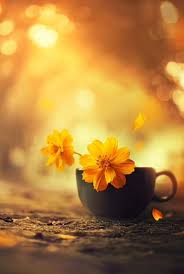 Lovely Flower Wallpaper Nature Photography Flowers Photography