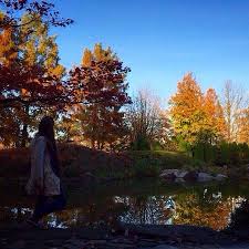 Japanische Garten Rheinau Picture Of Rheinaue Bonn Tripadvisor