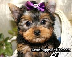 Find free puppies near me, adopt a puppy, buy puppies direct from kennel breeders and puppy ~ adorable micro pom puppies available! Puppy Petite Puppies For Sale Yorkie Puppies For Sale Yorkie Terrier