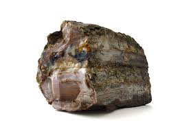 A wide variety of black petrified wood options are available to you, such as modern, traditional and industrial.you can also choose from crystal, metal and wooden black petrified wood,as well as from home decoration, art & collectible. Petrified Wood Sarenedipity Stones