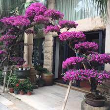 Dari dataran rendah hingga dataran tinggi, yang berbeda hanya soal perawatannya saja. Mengenal 11 Jenis Bunga Bougenville Untuk Percantik Kebun Rumah