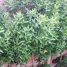 Image result for Conocarpus