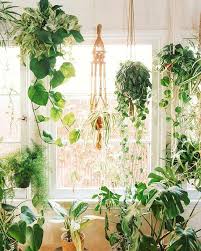 How fast do vines grow? The Best 9 Indoor Hanging Plants Even A Beginner Won T Kill Posh Pennies