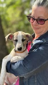 Cute 8.5-week-old whippet puppy Cooper from Bindura Hezma Blossom Boy