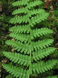 Image result for Woodsiaceae