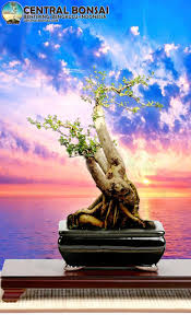 Aturan Dan Cara Pembentukan Bonsai Part 1