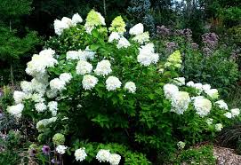 Comments off on hydrangea lower classifications. Hydrangea Identification Garden Fundamentals