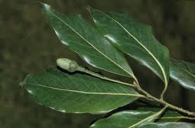 Image result for Ocotea kenyensis