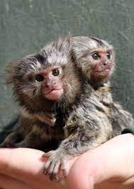 If you're planning on keeping a finger monkey as a pet, you must be aware of this, and handle them accordingly! Finger Monkeys For Sale