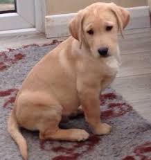At golden retriever puppies, we strive to be your one stop shop for quality pet supplies online. Labrador Retriever Puppies For Sale Pet Supplies Al Fujayrah