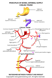 The initial articles provided an overview of basic ultrasonography principles and a discussion about how to perform a systematic scan of the abdomen. Abdominal Vascular Anatomy