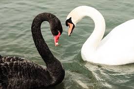 Beautiful Swan Black And White Clipart Swan Lake In Love In 2020 Swan Lake Black Swan Animal Black Swan Bird