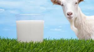 Susu kambing biasanya disarankan untuk bayi yang memiliki alergi terhadap susu sapi. Susu Kambing Untuk Anak Manfaat Dan Bahayanya Yang Harus Diketahui Theasianparent Indonesia