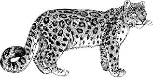 Download snow leopard coloring page and use any clip art,coloring,png graphics in your website, document or presentation. Leopard Wildcat Animal Free Vector Graphic On Pixabay