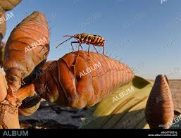 Image result for Arthraerua