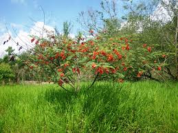 Image result for Sesbania punicea