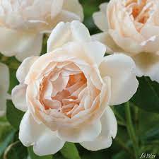 The blooms are cupped shaped like jude the obscure, but are more of a peachy cream shade unlike jude's yellow cream shade. David Austin Rose Wollerton Old Hall Rosa Wollerton Old Hall Englische Rosen Garten Schluter