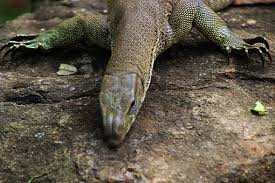 Hier gibt es kostenlose einladungen zum selber ausdrucken. 60 Kostenlose Spuren Der Tiere Und Tier Bilder Pixabay