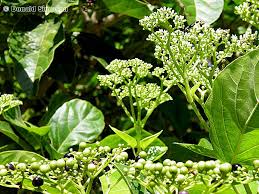 Image result for Premna serratifolia