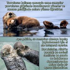 Https Www Instagram Com Bilgikupu Tv Su Samurlari Deri