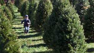 2013 national christmas tree association grand champion Where To Buy Real Christmas Trees In New Jersey