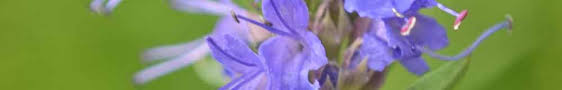 You can use this option as a tool to create a bach flower atmosphere around you. Guilt Forgiveness Shame Flower Essence Shop Crystal Herbs