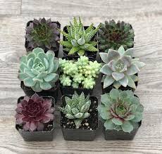 Pet Friendly Succulent Collection Succulent Petfriendly Collection Pets Plants Ad Garden Petfriendlysucculents Plantae Cactos E Suculentas Suculentas
