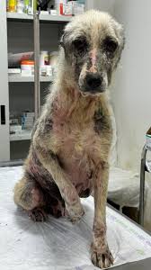 ⬬ 𝙂𝙊𝙊𝘿 𝙒𝙊𝙍𝙇𝘿 ⬬ RESCUE | There's still so much work ahead with Rosie. This poor soul is so depressed and terrified, and who can blame her? For years, all she knew... | Instagram