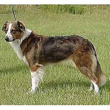 Breeding rights are sold only on select breeding quality pups. English Shepherd Puppies For Sale From Reputable Dog Breeders