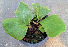 Image result for Platycerium elephantotis