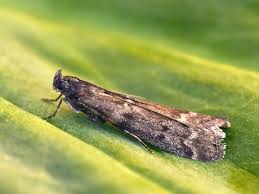 Image result for Pyla fusca