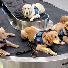 Golden retriever · omaha, ne. Nebraska Group Awaits Gaggle Of Golden Retriever Puppies To Train As Comfort Dogs Live Well Nebraska Omaha Com
