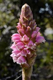 Image result for Satyrium coriophoroides