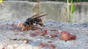 Vespa sprint, vespa s, vespa lx adalah motor vespa paling populer. Vespa Asiatica A Comer No Porto Youtube