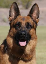 Click here to be notified when new german shepherd dog puppies are listed. Haus Brezel German Shepherds In Sarasota Florida