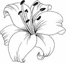Lys Blanc Isol Sur Un Fond Blanc Carte Avec Fleurs De Lys Vector Illustration Flower Drawing Lilies Drawing Lily Painting