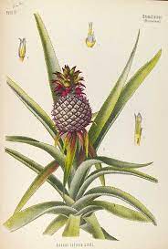 ananas sativus lindl comosus l merr pineapple illustration botanique vintage dessin coloriage pelecyphora aselliformis ou peyotillo cactus