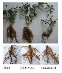 Image result for Endostemon obtusifolius