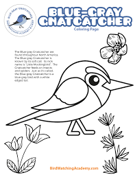 It can mimic the songs of other birds. Blue Gray Gnatcatcher Coloring Page Bird Watching Academy
