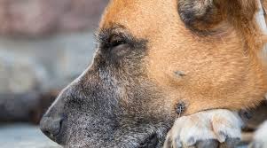 They are a protective pooch that will quickly become the loyal guardian of your household. German Shepherd Boxer Mix Boxer Shepherd Breed Information