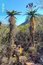 Image result for Aloe ballii