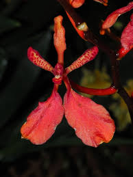 Image result for Hionanthera