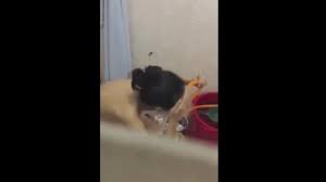 Free Porn Video: skodeng awek mandi