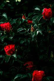 Beautiful Flowers Images Hd Wallpapers Beautiful Flowers Wallpapers Beautiful Flowers Images Hd Flower Wallpaper
