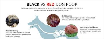 Dog Poop Color Chart What It Shows About Your Dogs Health